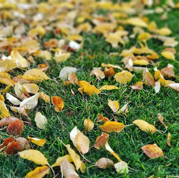 Calgary fall cleanup and landscape maintenance