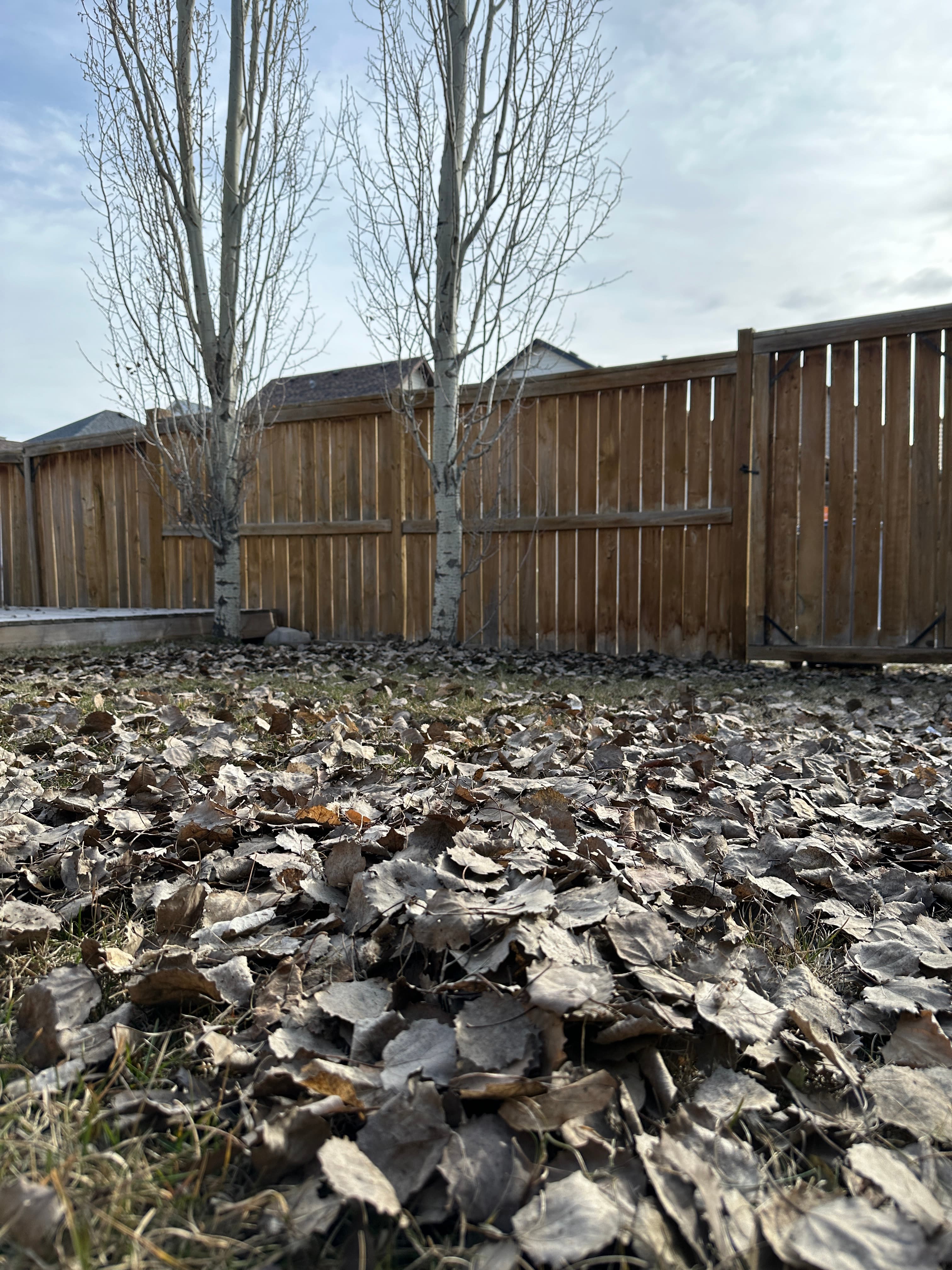 Copperfield Leaf Cleanup